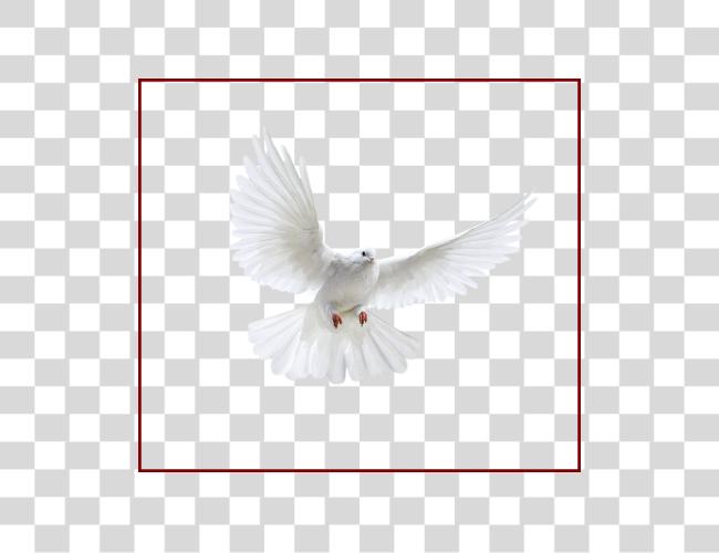 Download Best Holy Spirit Dove Of Flying In Front You Flying Pigeon Clip Art