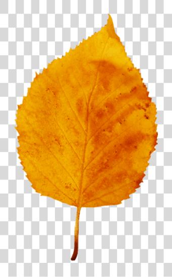 Download Fall hoja Fall hoja amarillo PNG file