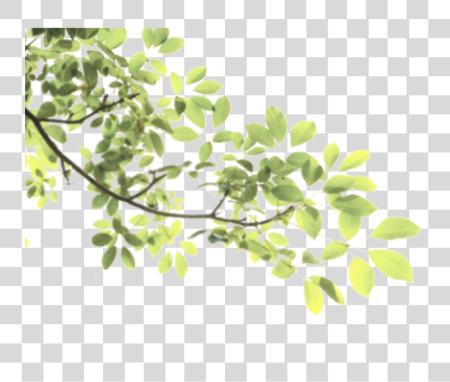 Download leaves tree branch sticke nature freetoedit Tree Leaves PNG file