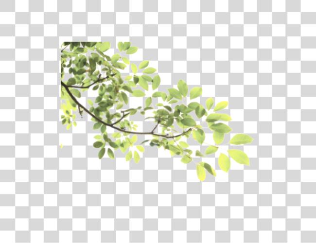 Download hojas tree rama sticke naturaleza freetoedit Tree hojas Clip arte