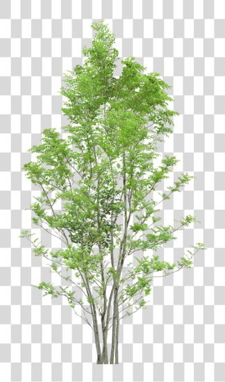 تحميل شجرة Trees شجرة بي ان جي ملف