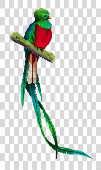 Download Quetzal Simbolos Patrios De Guatemala Quetzal PNG file