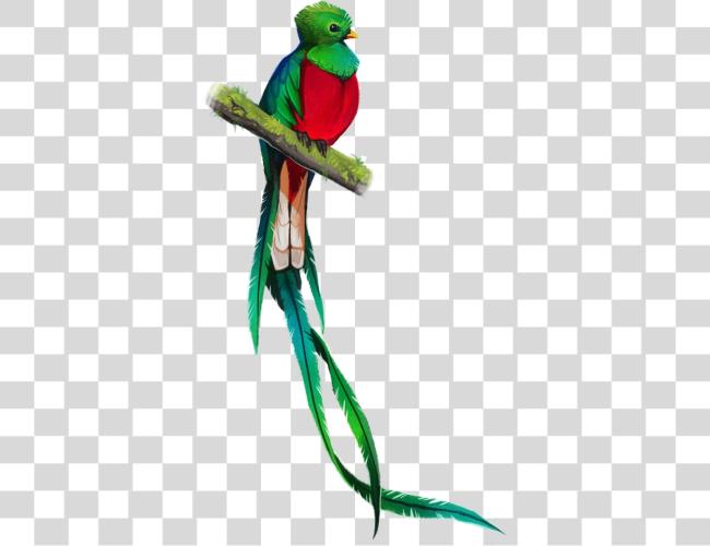 Download Quetzal Simbolos Patrios De Guatemala Quetzal Clip Art