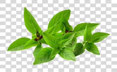 Download Basil Plant Herbs PNG file