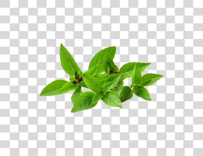 Download Basil Plant Herbs Clip Art