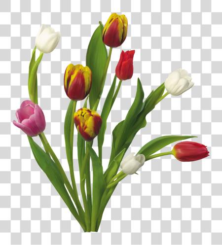 Download Image Information Spring Flowers PNG file