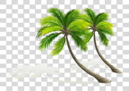 تحميل Palmera Dibujo Coconut شجرة Arvores Tropicais بي ان جي ملف