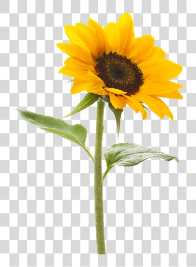 Download Sunflower Sunflower With No PNG file