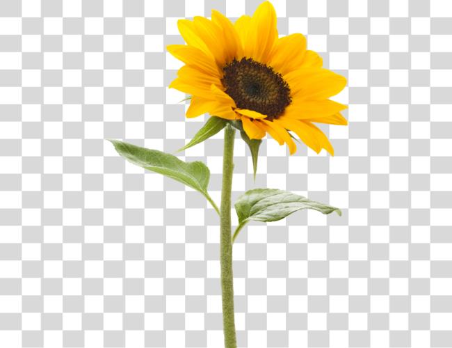 Download Sunflower Sunflower With No Clip Art