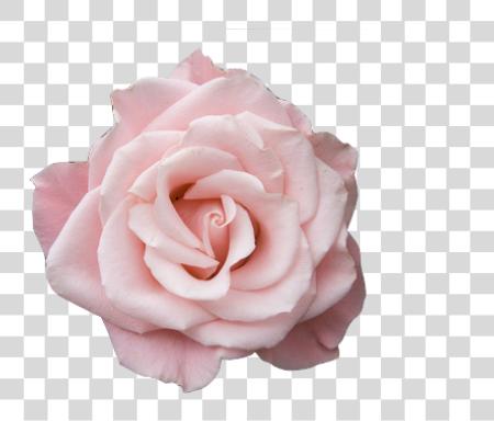 Download Pastel Pink Rose Pinkrose Aesthetic Soft Sticker Flower Pastel Pink Flowers PNG file