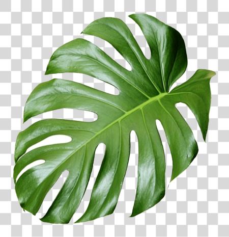 Download Shop Monstera Leaf PNG file