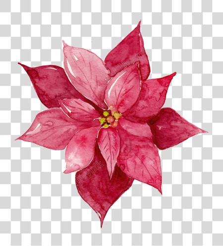 下载 Library 紅 Flowers Matting 紅 水彩 Flowers PNG file