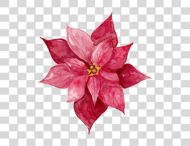 Download Library Red Flowers Matting Red Watercolor Flowers Clip Art