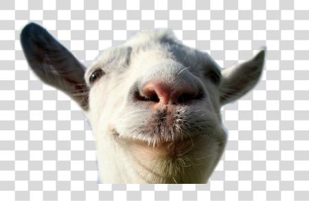 Download Goat Simulator Goat Simulator PNG file