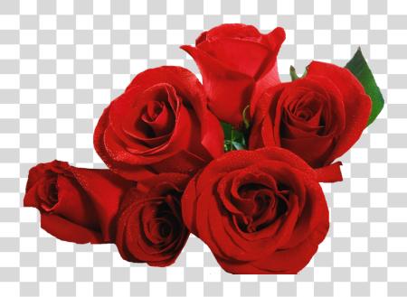 下载 Flores Rosas Lacremania Boto De Rosas Vermelhas PNG file