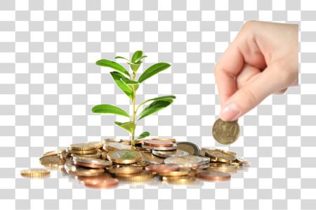 Download Homa Living Real Estate Money Plant PNG file