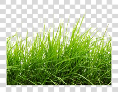 Download Drawn Lawn Grass Plant Line Of Grass With PNG file