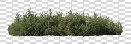 下载 Comimg bush Shrub PNG file