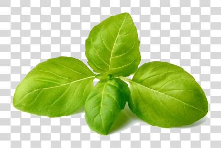 Download Basil Basil hoja PNG file