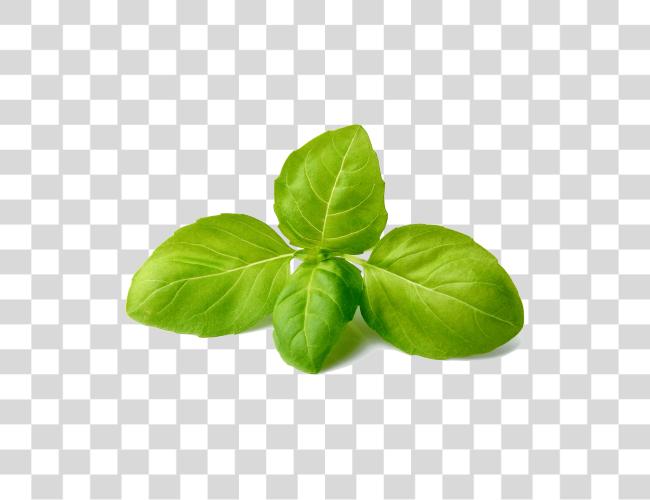 Download Basil Basil Leaf Clip Art