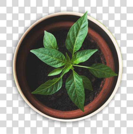 Download 03 Plant arriba vista PNG file