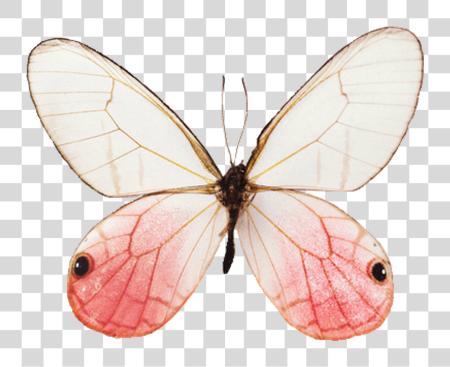 Download Butterfly Aesthetic PNG file