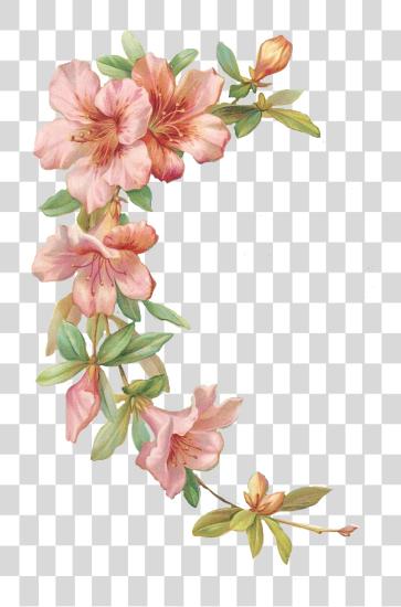 Download Vector Library Azalea Drawing Flower Tattoo Marco De Flores PNG file