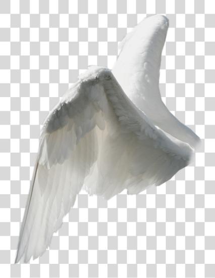 下载 翅膀 天使 angelwings 白色 幻想 美丽的 天使 翅膀 来自 侧面 PNG file