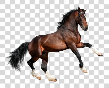 下载 Caballo Imagenes De Un Caballo PNG file