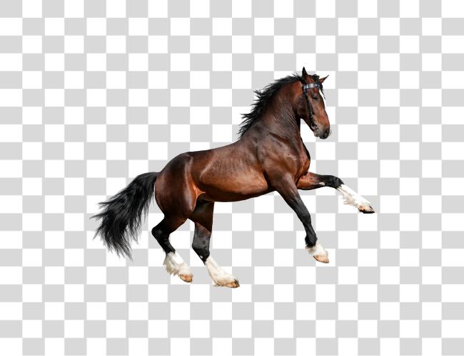 Download Caballo Imagenes De Un Caballo Clip Art