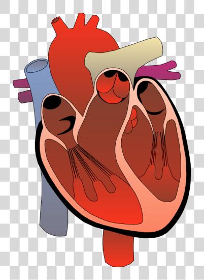 Download Realistic Heart Heart Anatomy PNG file