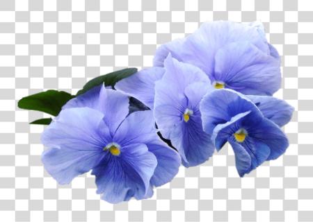 تحميل أزرق Violet زهرة أزرق Violets بي ان جي ملف