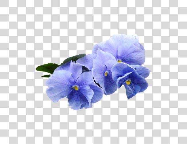 تحميل أزرق Violet زهرة أزرق Violets مقطوعة فن