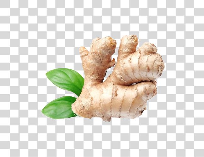 下载 Ginger Image Ginger Clip 艺术