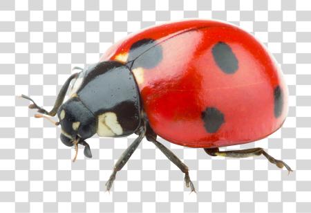 下载 Ladybug 真实 Ladybug PNG file