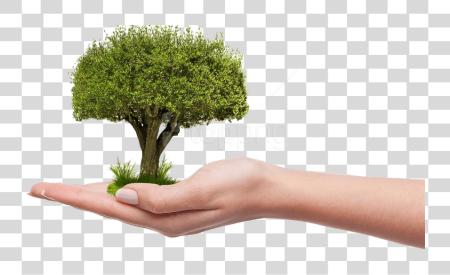 下载 Save Tree Plant 一个 Tree PNG file