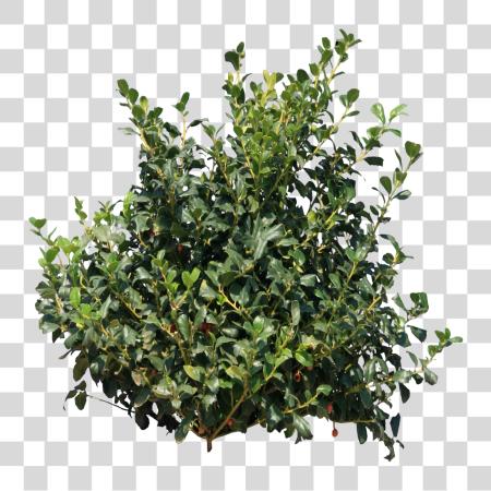 Download Shrub Bushes Transpa Pluspng Bushes PNG file