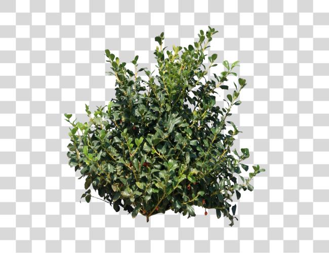 Download Shrub Bushes Transpa Pluspng Bushes Clip Art