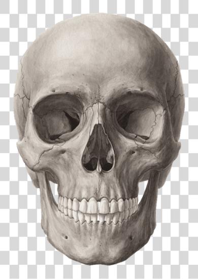 下载 Skull Frontal Bone PNG file