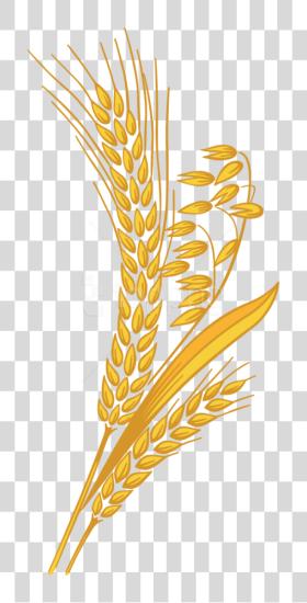 下载 Wheat PNG file