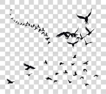 Download Flying Crows Crow PNG file