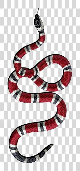 تحميل Image Result الى Gucci Snake Http Funda Gucci آيفون Xs بي ان جي ملف