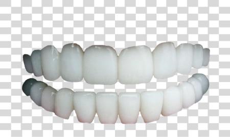 Download Human Teeth No Gums Background Teeth PNG file