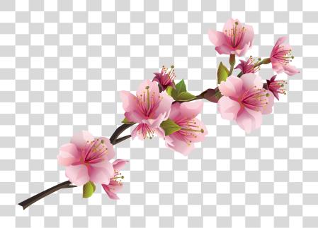 Download Sakura Pink Flowers Pink Flowers PNG file