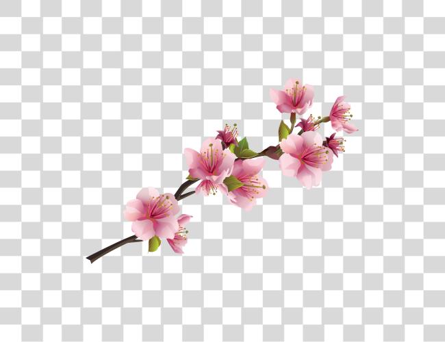 Download Sakura Pink Flowers Pink Flowers Clip Art