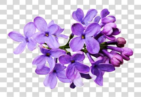 下载 Flores Moradas Lavender Color 花 PNG file