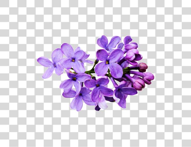 Download Flores Moradas Lavender color flor Clip arte