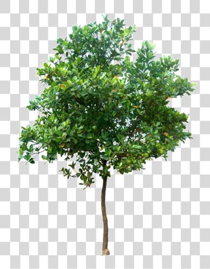 下载 Realistic Tree Photo Trees PNG file