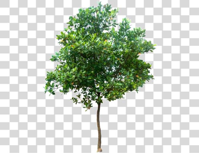 تحميل Realistic شجرة Photo Trees مقطوعة فن