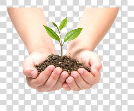 Download Growing hojas Growing Tree In mano PNG file